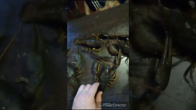 Самый крупный речной рак, 230 г смотреть онлайн