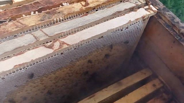 Использование роевой энергии.Что получилось? смотреть онлайн