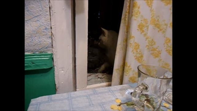 Кот Бенедикт смотреть онлайн