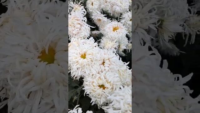 Бал хризантем Ялта смотреть онлайн