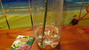 РАЗМНОЖЕНИЕ ОРХИДЕЙ ДОМА В БУТЫЛКЕ НА ЦВЕТОНОСЕ