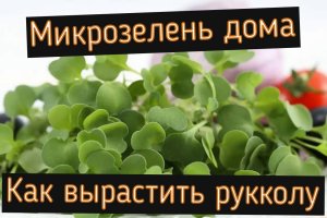 Выращивание микрозелени. Микрозелень Руккола. Как вырастить микрозелень.
