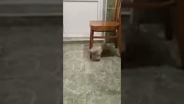 Вязка шотландской вислоухой кошки и  шотландского прямоухого