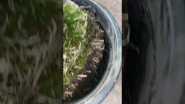 Как пересадить пальму? Уход за Финиковой Пальмой, летняя пересадка пальмы, БОЛЬШАЯ ПАЛЬМА смотреть онлайн