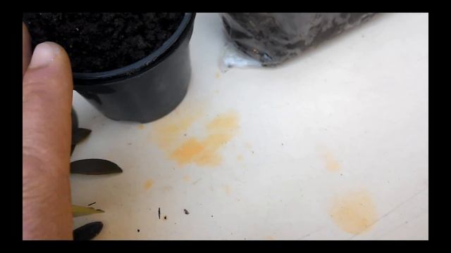 Черенкование комнатного мандарина смотреть онлайн