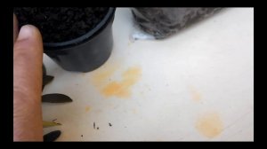 Черенкование комнатного мандарина