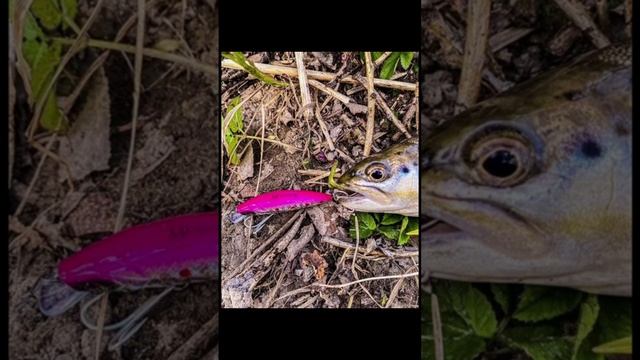 Воблеры для ловли форели от Mr Musurok #shorts