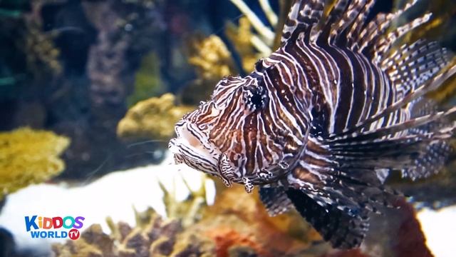 Ripley's Aquarium Toronto Canada Full Tour смотреть онлайн