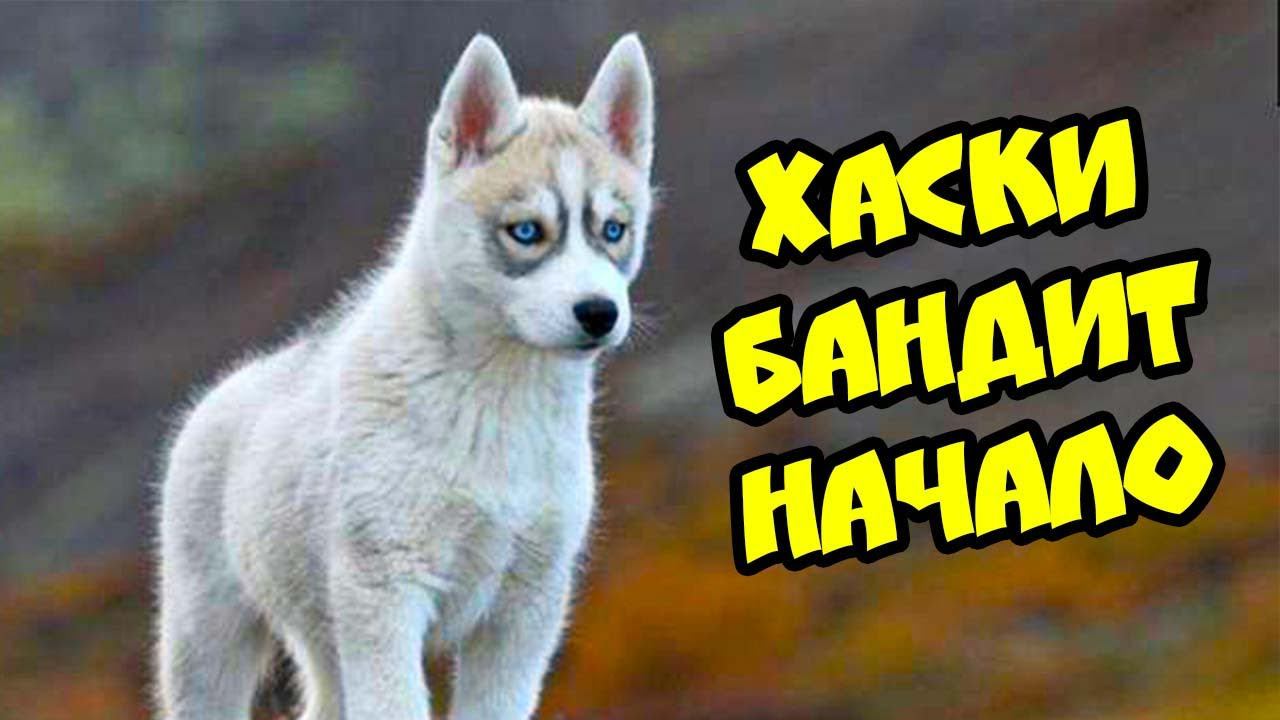 Все серии МАЛЕНЬКИЙ ХАСКИ БАНДИТ Говорящая собака смотреть онлайн
