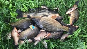 Какую рыбу выгодно разводить в пруду на даче. Какую рыбу лучше запустить в свой пруд на даче.