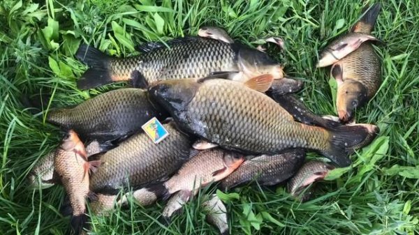 Какую рыбу выгодно разводить в пруду на даче. Какую рыбу лучше запустить в свой пруд на даче.