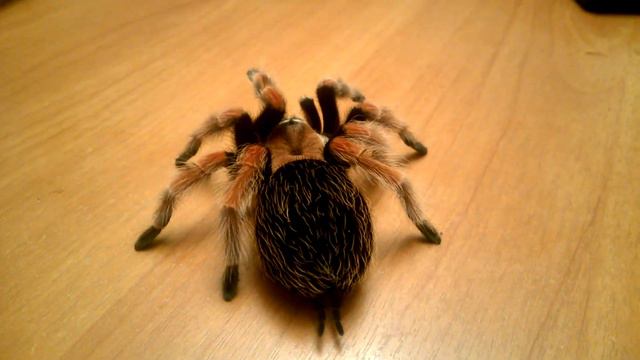 паук brachypelma boehmei смотреть онлайн