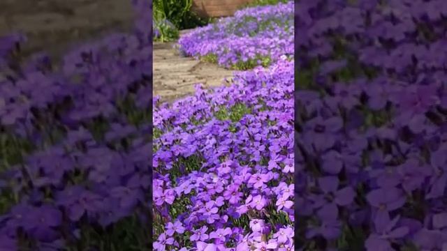 My front garden Aubretia flowers смотреть онлайн