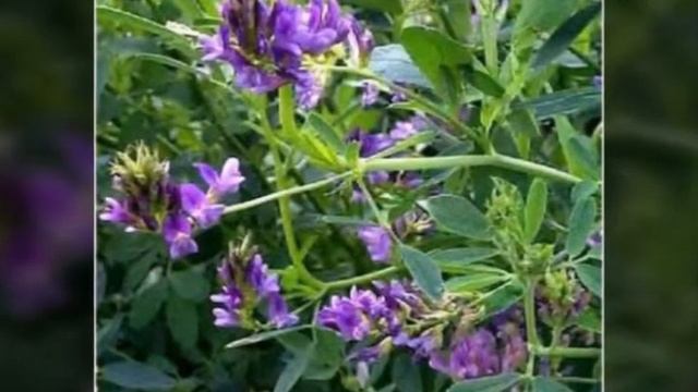 Травы которые можно шиншиллам|Всё о шиншиллах смотреть онлайн