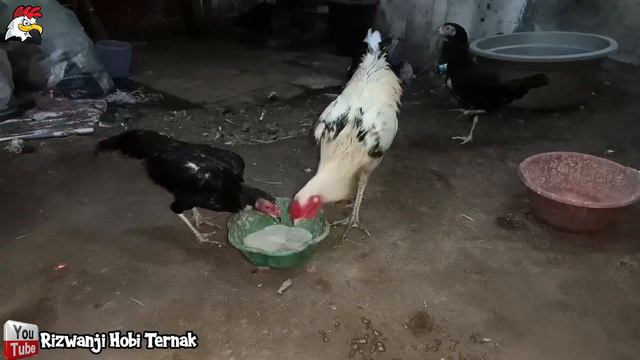 Pakan Sederhana Untuk Ayam Kampung | Pakan Ternak | Pakan Ayam | Ayam Kampung смотреть онлайн