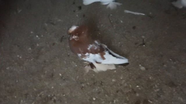 В гостях у Голубятника Почтовые и Декоративные Голуби/Postal and Decorative Pigeons смотреть онлайн