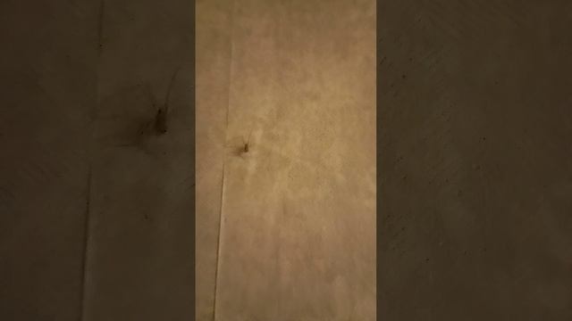 паук петя смотреть онлайн