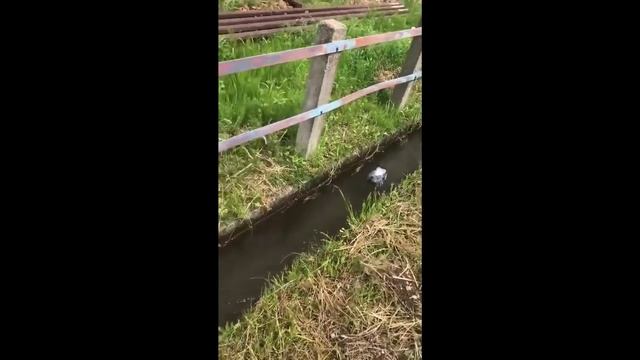 pigeon смотреть онлайн