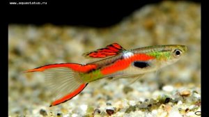 Ликбез: пецилия или моллиенезия?