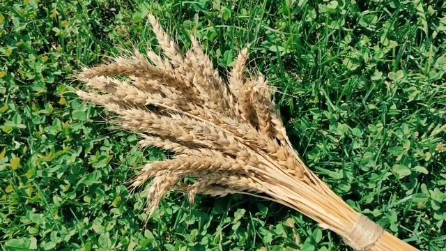 букеты из пшеницы, Allwoodtambov, на озон смотреть онлайн