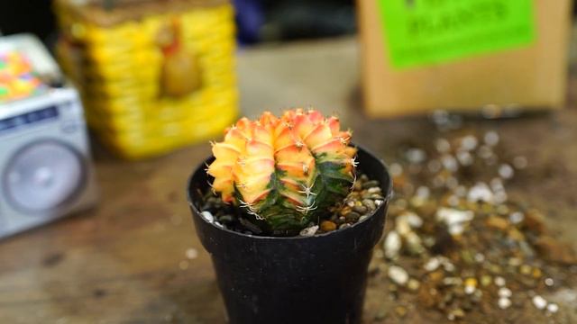 Variegated Moon Cactus || Gymnocalycium Mihanovichii Variegated