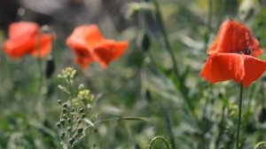 Жизнь - бессмыслица.. стихи Ларисы Миллер