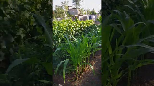 Лето в Крыму. Летний полисадник!!! смотреть онлайн