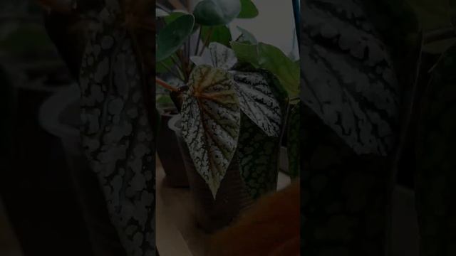 Отращивают крылышки перед переездом в новые дома❤ #бегония #бегониямакулата #комнатныерастения смотреть онлайн