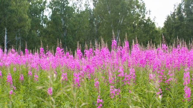 Можно ли давать кроликам иван чай смотреть онлайн