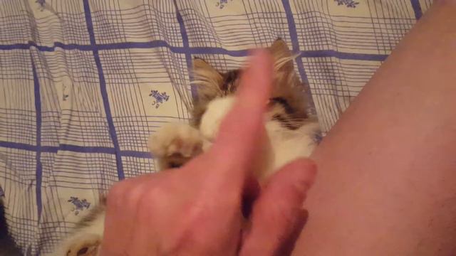 Уська ласкается смотреть онлайн