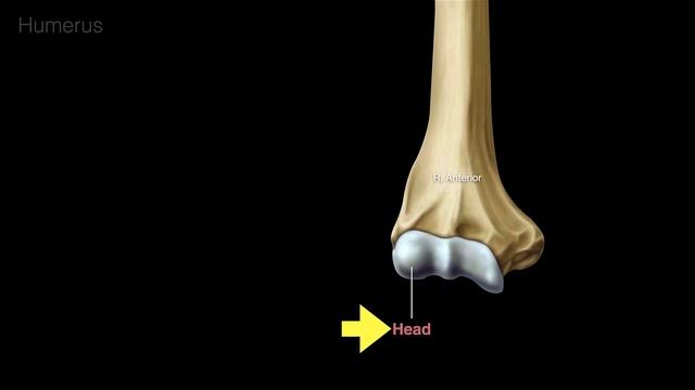 Humerus смотреть онлайн