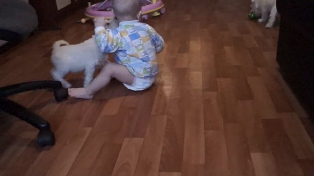 Щенки цвергшнауцера (малявочки) смотреть онлайн