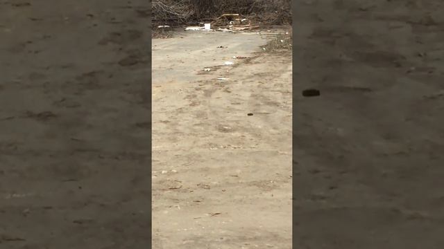 Мусорка в Воронеже смотреть онлайн