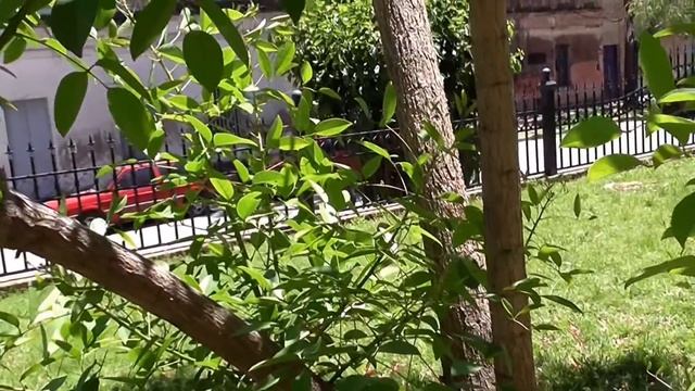 Ceibo. смотреть онлайн