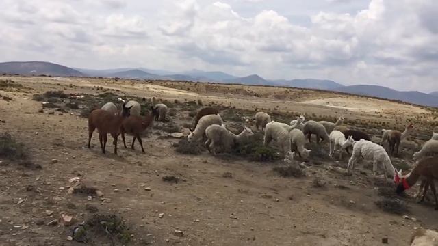 Стада Викуньи - прародители ламы и альпака смотреть онлайн