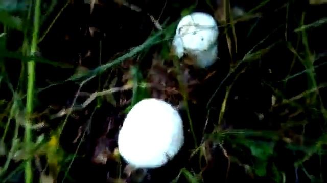 Влог-Опять про грибы смотреть онлайн