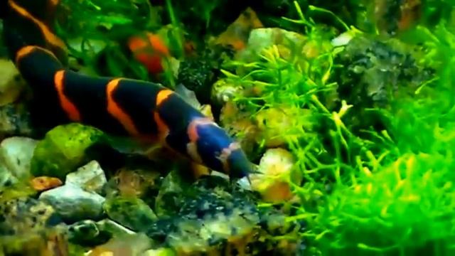 #Aquarium. Тропический вьюн. смотреть онлайн