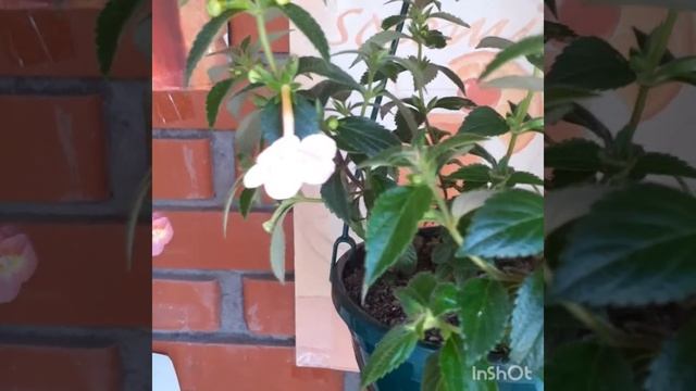 #ахименесы #цветение #уход #красота АХИМЕНЕСЫ. смотреть онлайн