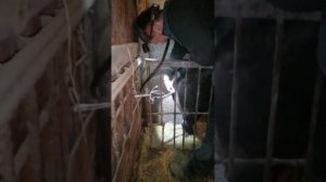 Клизма свиноматке. Как я лечу своих свиней.