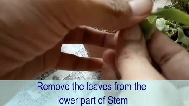 Grow Ajwain Plant/ Mexican Mint Plant/Oregano Plant At Home From Branches,अजवायन/अजवाइन का पौधा।