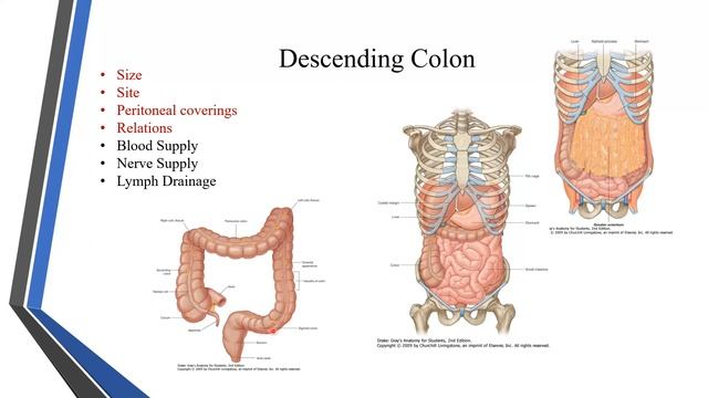 Anatomy of Large intestine and blood supply of GIT смотреть онлайн