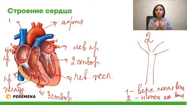 Круги кровообращения | ЕГЭ БИОЛОГИЯ 2021 | PEREMENA смотреть онлайн
