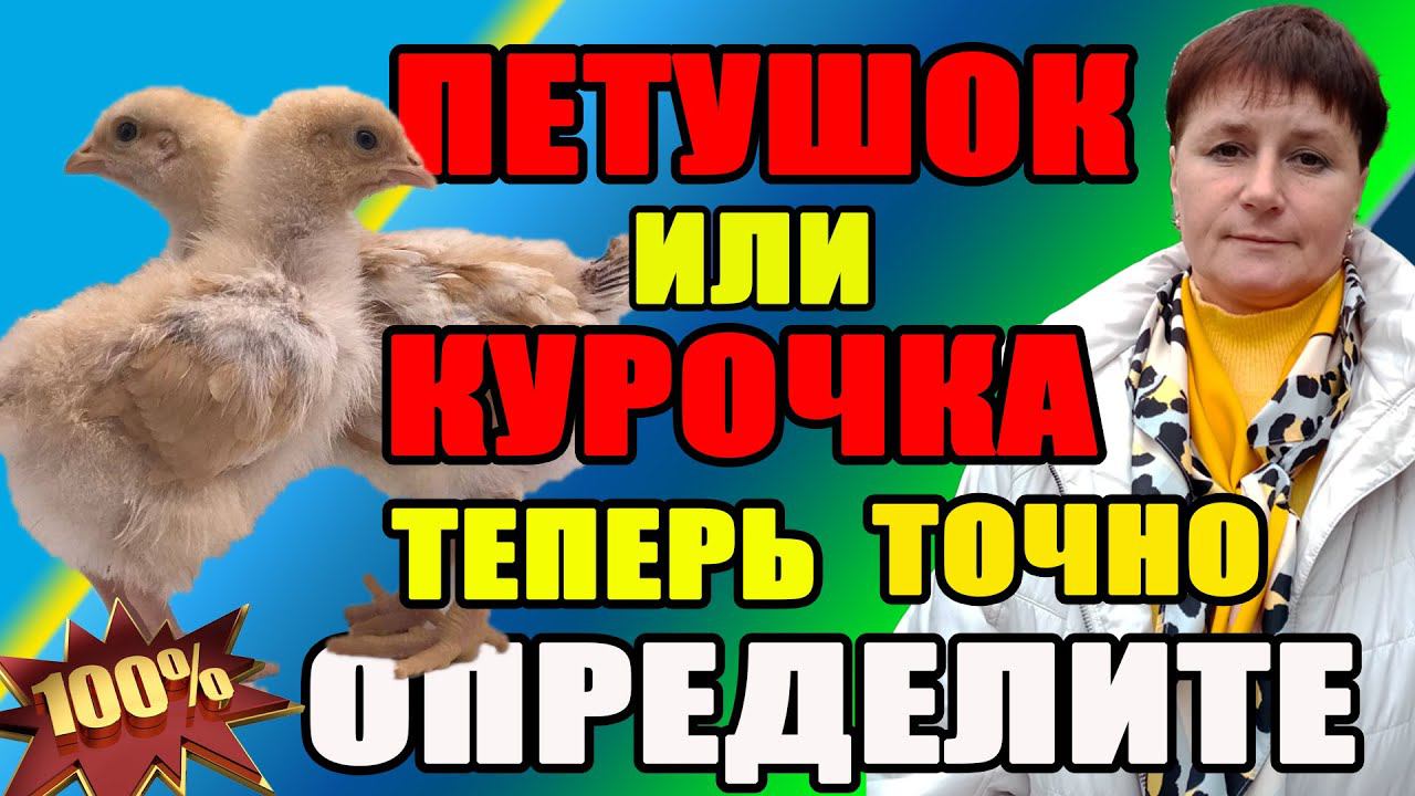 ПЕТУШОК или КУРОЧКА? Теперь вы ТОЧНО определите! смотреть онлайн
