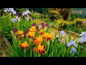 Ирисы в ландшафтном дизайне