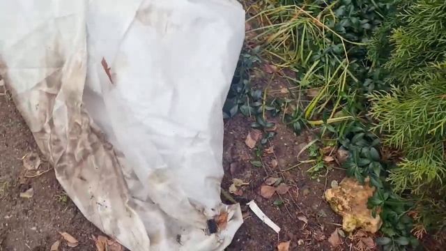 МЕСЯЦ ПОД УКРЫТИЕМ! ТЕПЕРЬ ОТТЕПЕЛЬ! Что БУДЕТ С РОЗАМИ? смотреть онлайн