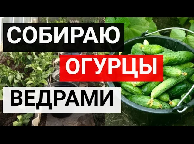 Каждый год подготавливаю семена огурцов к посадке особым способом и собираю урожай ведрами смотреть онлайн
