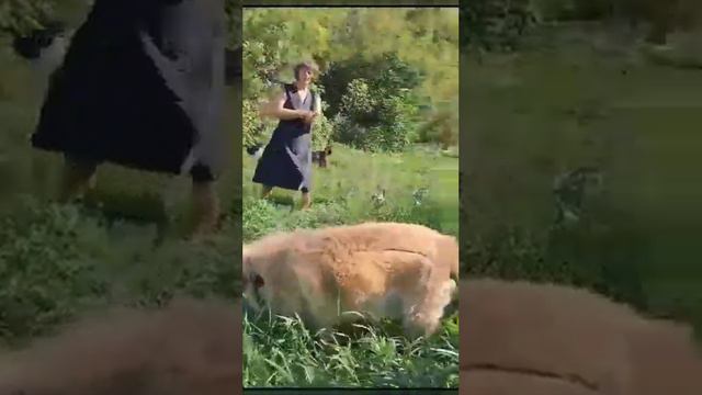Рюрик ищет дом смотреть онлайн