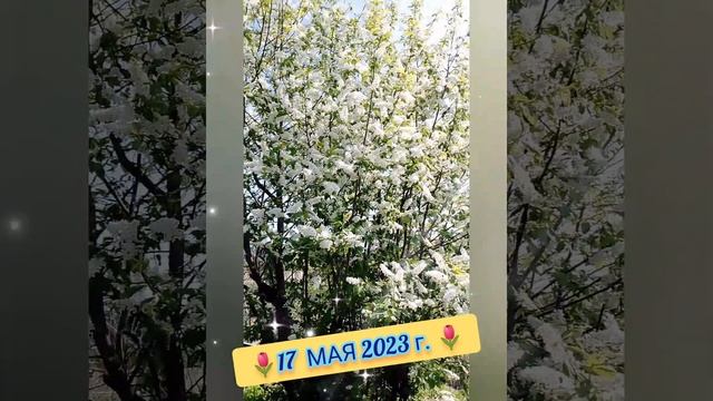 ? ПРИМУЛЫ, НАРЦИССЫ, ТЮЛЬПАНЫ, ЧЕРЁМУХА ?13, 17 МАЯ 2023 г.? смотреть онлайн