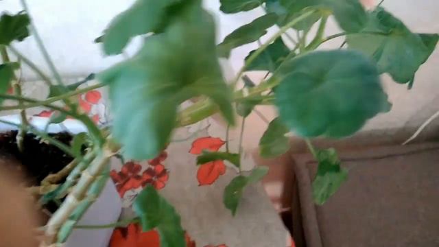 Готовлю герань к новому сезону смотреть онлайн