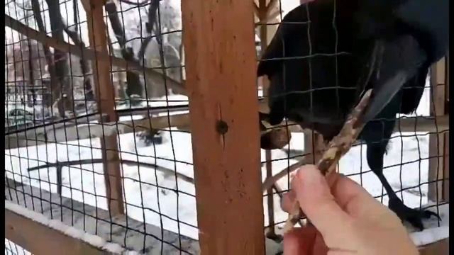 Хождения по Москве. Птицы Москвы: Монастырский Черный ворон. смотреть онлайн